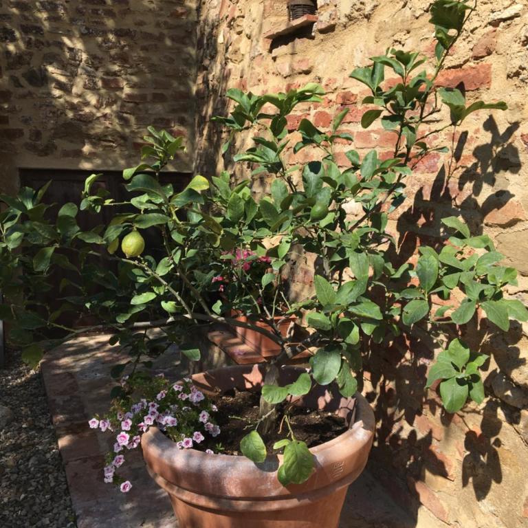 Agli Olivi di Marciano - Appartamento con 1 Camera da Letto - 19
