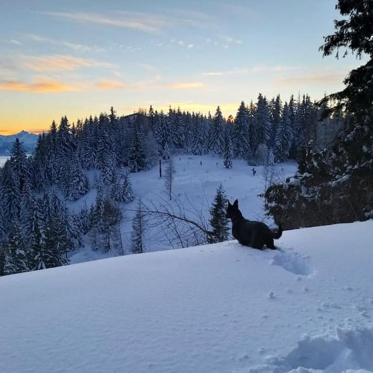 Atemberaubende Aussicht, direkter Pistenzugang - Apartment mit 1 Schlafzimmer - 28