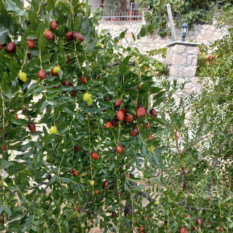 Rustic Villas Barlovic - Superior Koliba - 17