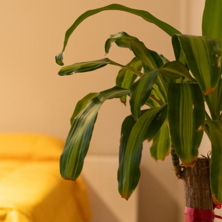 Cambacuá Montevideo BA - Apartamento de 1 dormitorio - 11