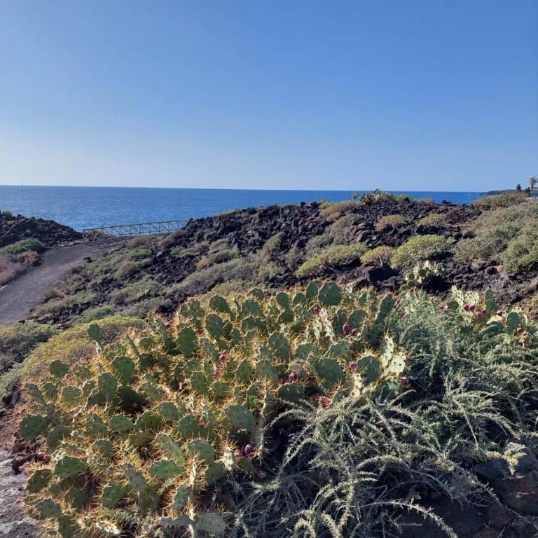 Ocean View Sunny Suite - Pool & Parking - Golf de Sur - Apartamento de 1 dormitorio - 30