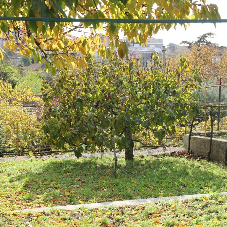 Il Gelsomino - Casa Vacanze - 27