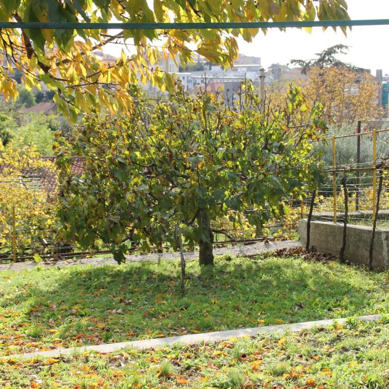 Il Gelsomino - Casa Vacanze - 2