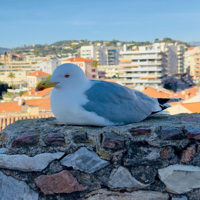 Top Floor Secret Garden, Cannes - Appartement 1 Chambre - 22