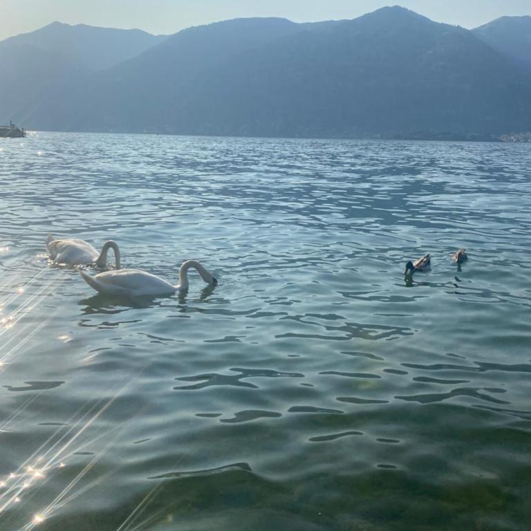 Peonia Apartment - appartamento vista lago - One-Bedroom Apartment - 23