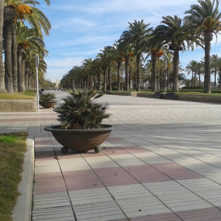 Apartamentos TSS Alboran - Apartamento con terraza (2 adultos + 2 niños) - 53
