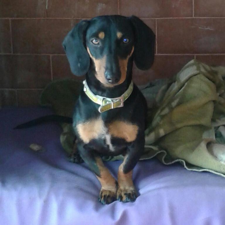 Cuzquitos Suite!! Hermosa Cucha de Perro Salchicha bajo asador en Praderas SL!! - Apartamento - 1