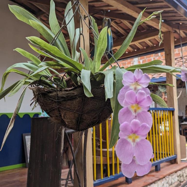 El Aguacate - Casa Tipica Cafetera Colombiana - Chalet - 36