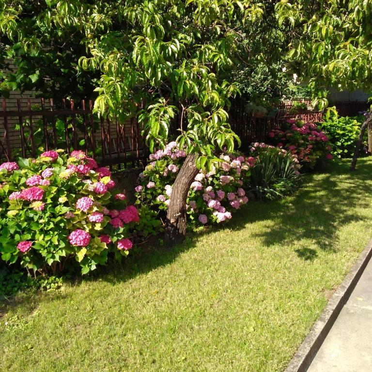 OLI apartman - Apartment - Disability Access - 5