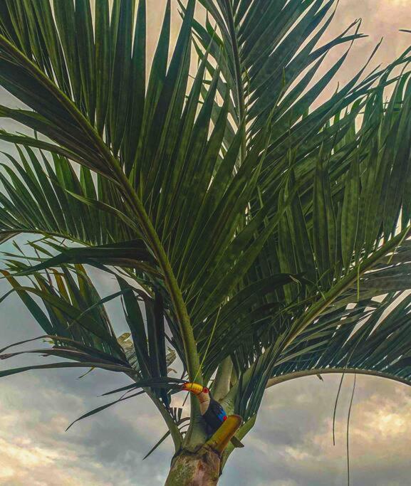 Casa en Misahualli - Misahualli HOME - Three-Bedroom House - 21