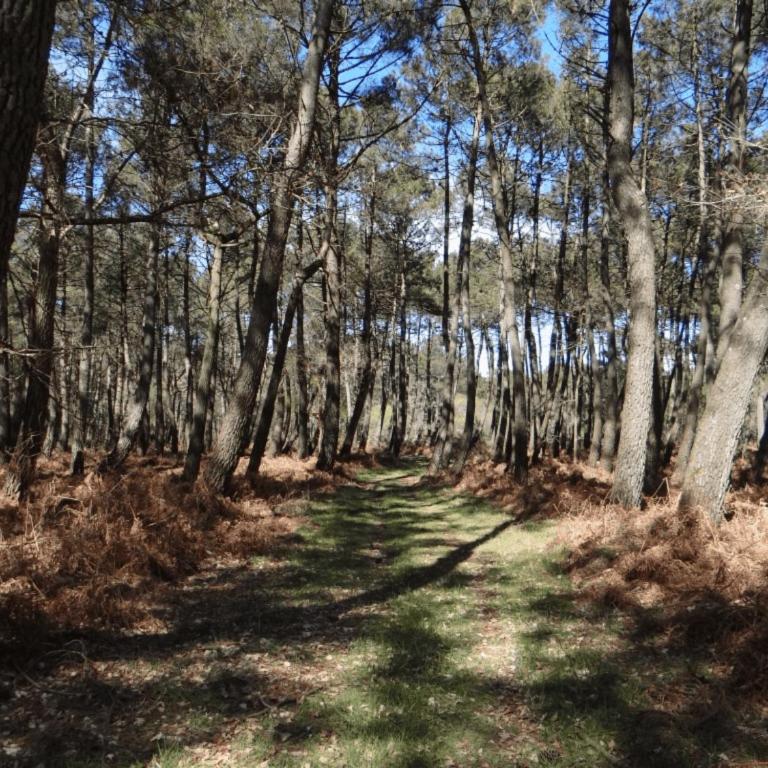 KERDERFF - Longere entre plage et foret - TK30 - Maison 2 Chambres - 18