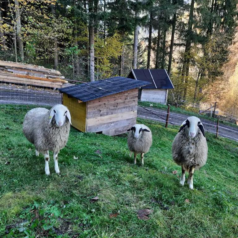 Ferienhaus Waldenstein 1 - Haus mit 3 Schlafzimmern - 11