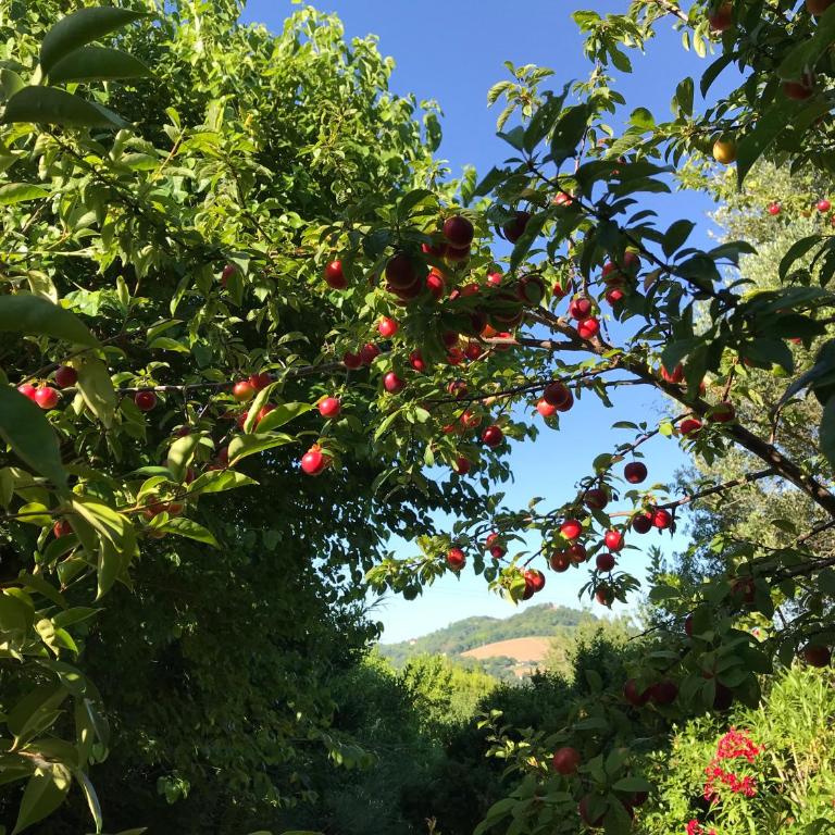 Agriturismo Ca' Poldo - Appartamento con 2 Camere da Letto e Terrazza - 6