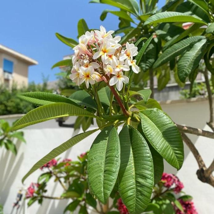 VILLA DELLE POMELIE - Three-Bedroom House - 40