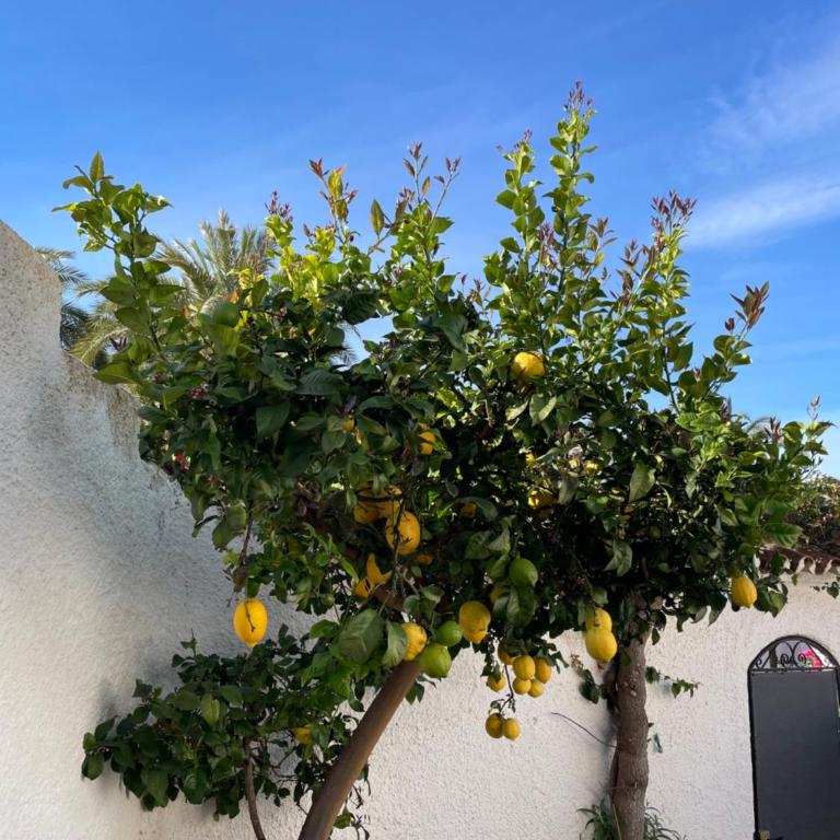 Lovely studio Nerja ground floor - Apartamento de 1 dormitorio - 19