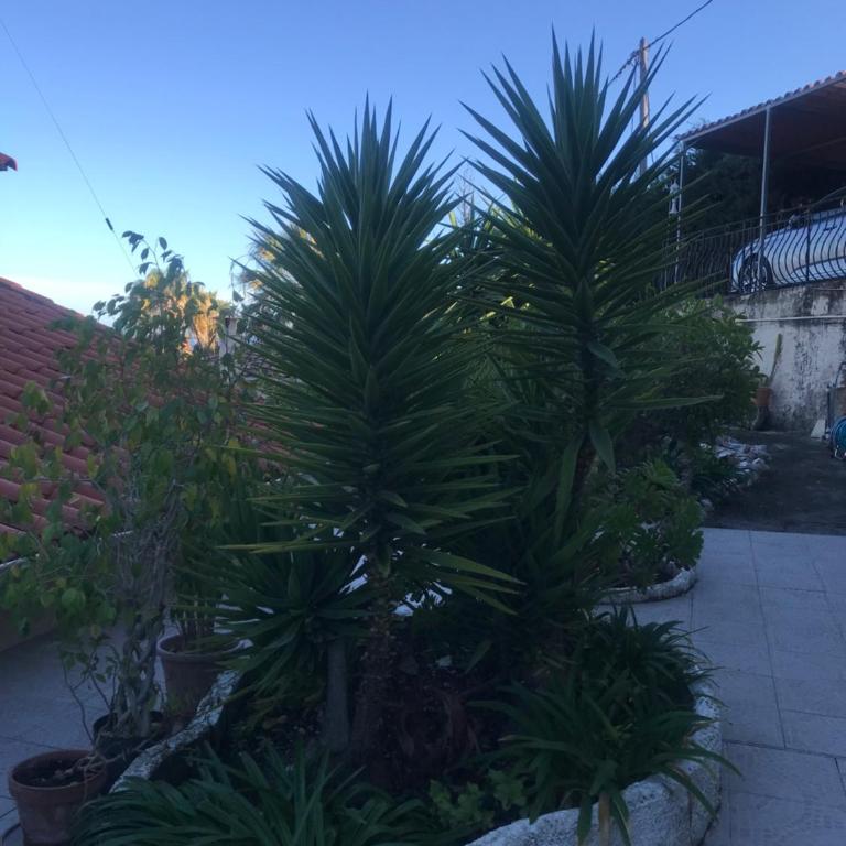 Appartement villa toit terrasse - Appartement 1 Chambre - 54