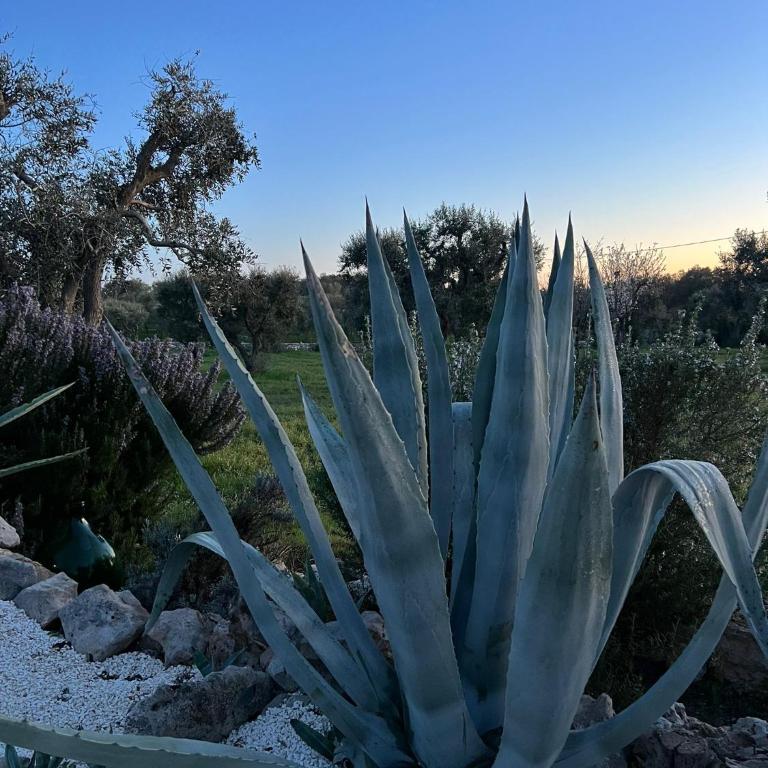 Trullo OriAlé - Superior Villa - 49