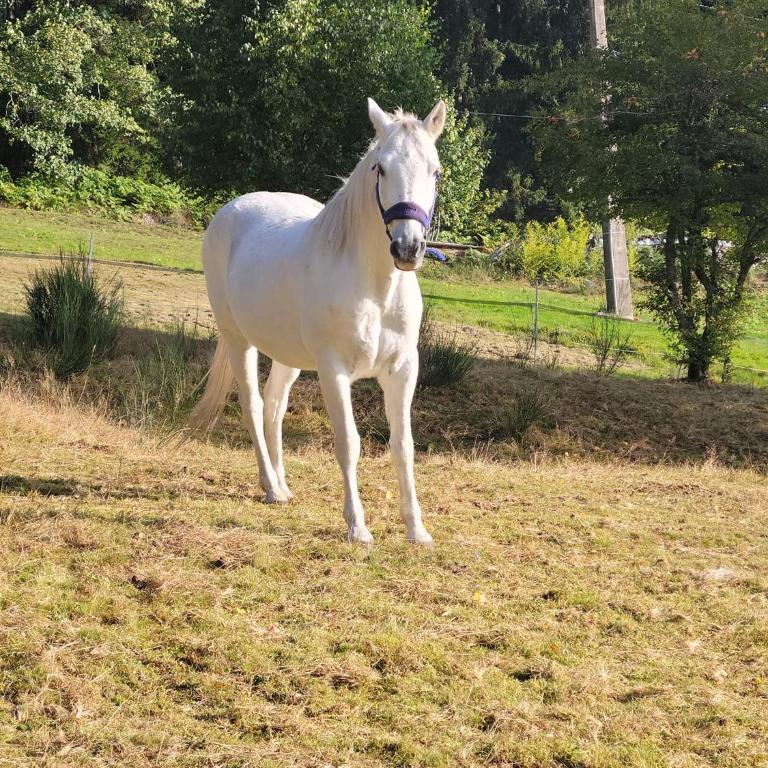 La Ferme du Badon - Appartement - 25