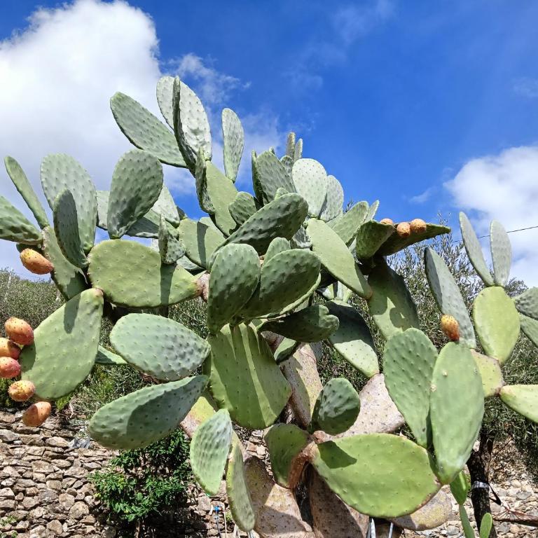 Le Drupe - Casa Vacanze - 16