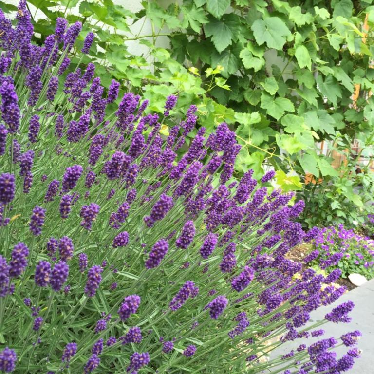 Sam & Cindy Mühlemann - Studio (2 Adults) with Terrace - 46