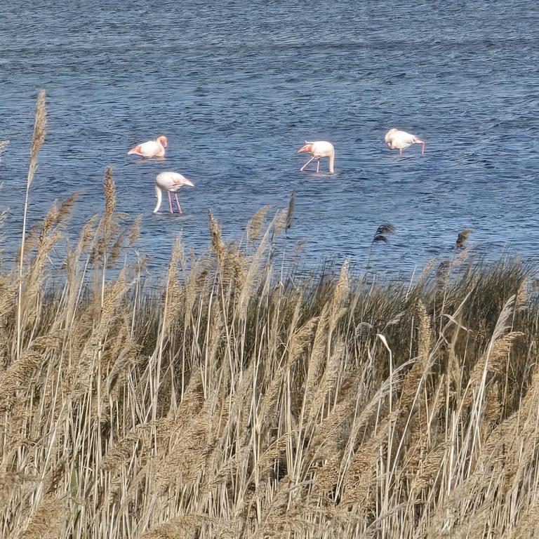 Entre Mer et Roseaux - Piscine chauffée - Proche centre et mer - Animaux bienvenus - Mobile Home - 20