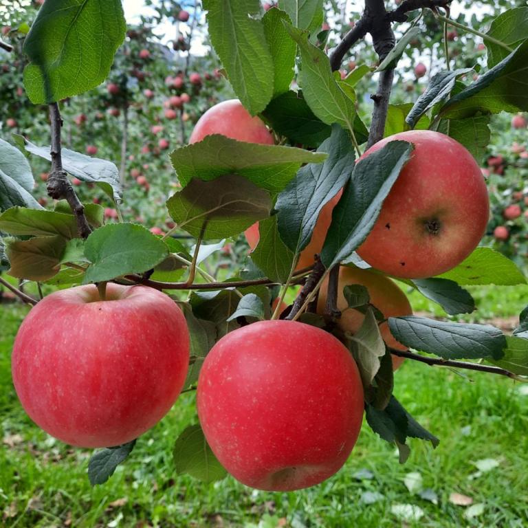 Weinhof Kager - Appartamento con 2 Camere da Letto - 11