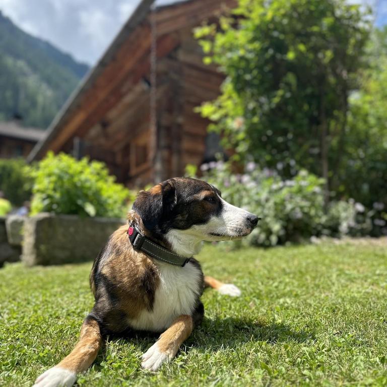 Romantikhütte - Chalet - 18