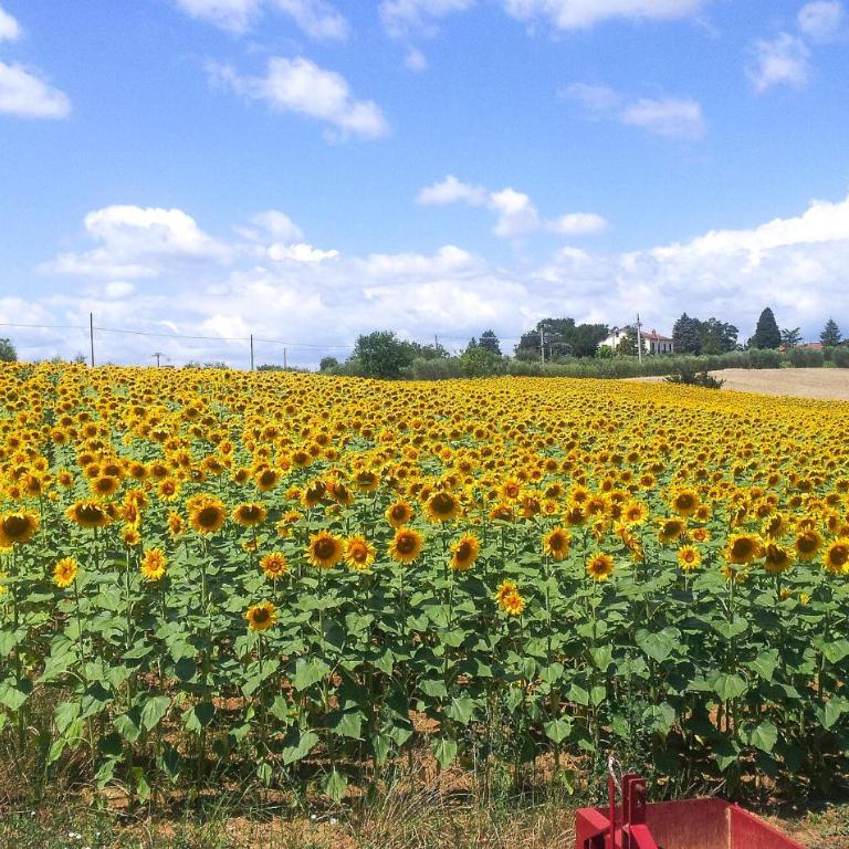 Pet Friendly Home In Cortona With Wifi - Casa Vacanze con 8 Camere - 47