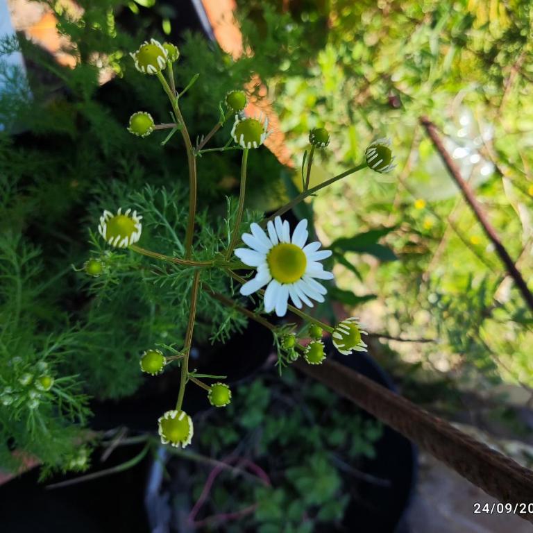 Alquimia Qi del Mar - Two-Bedroom House - 45