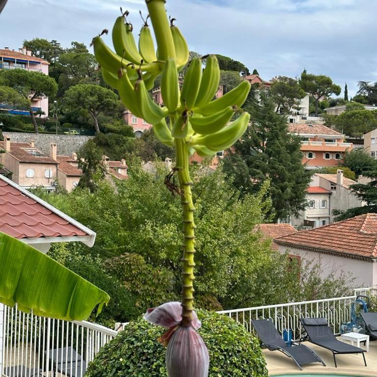 Hôtel La Fiancée du Pirate - Chambre Quadruple Indépendante avec Terrasse Privée - 1