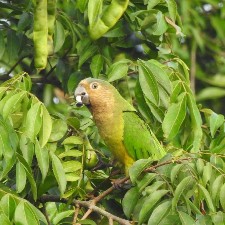 Alojamiento campestre San Miguel - Three-Bedroom House - 77