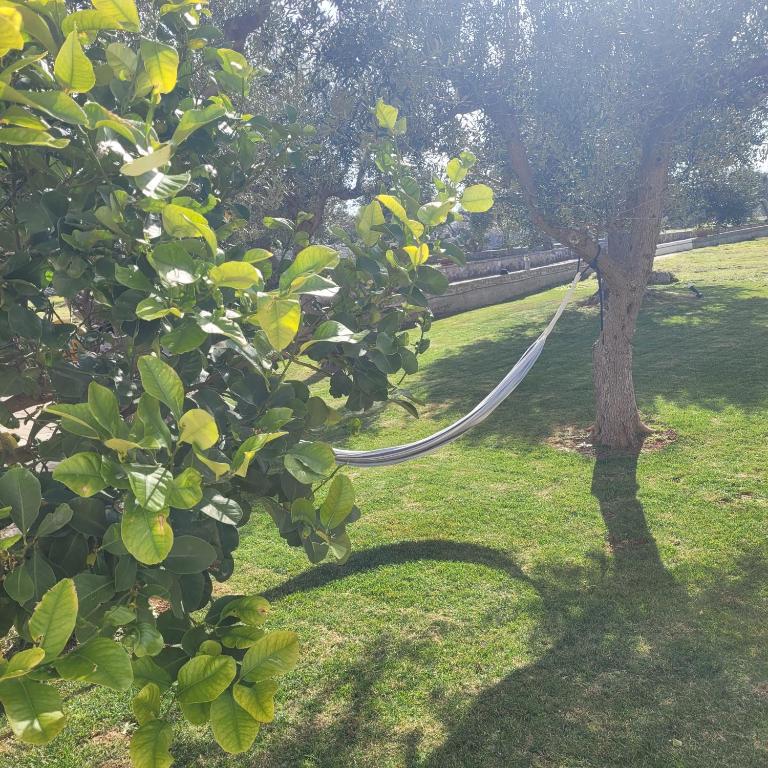 TerraCieloMare Apartments - Appartamento Superior - 6