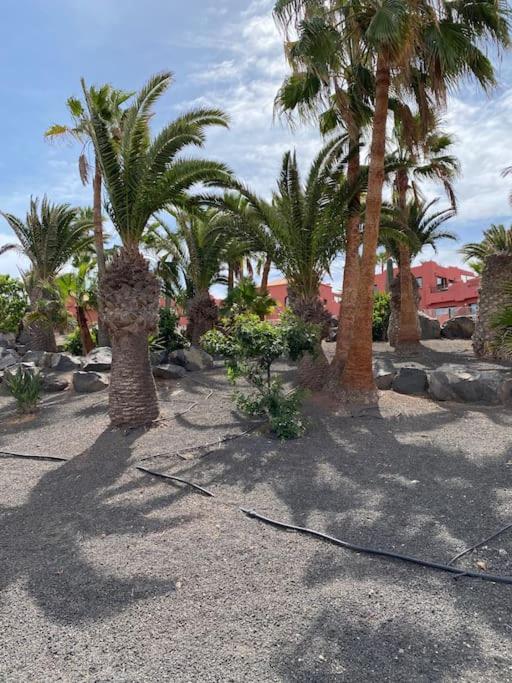 Oasis royal Corralejo - Apartamento - 14