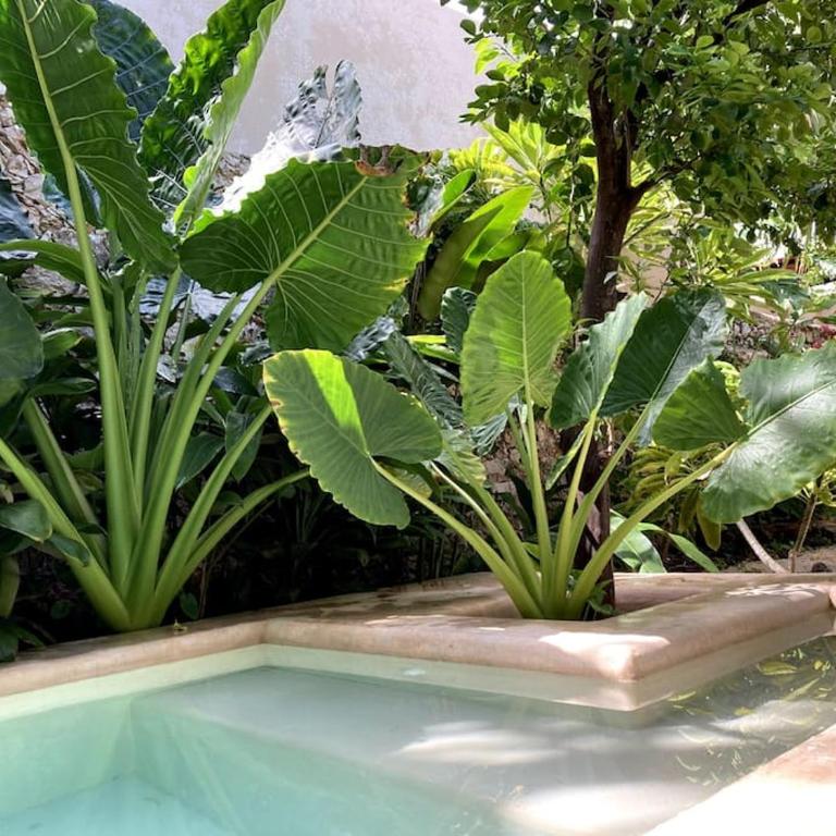 Hermosa Casa Antigua con Piscina Tropical - Casa de 3 dormitorios - 22