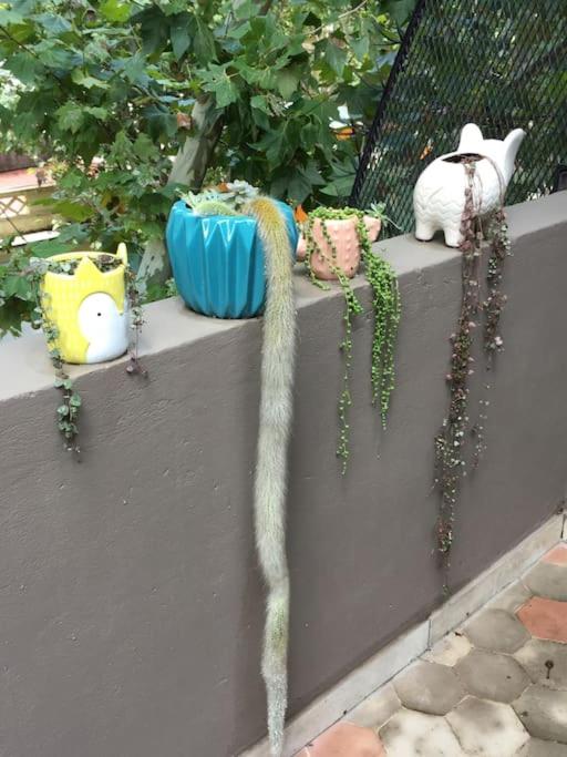 Apartamento con terraza y plantas - Apartamento de 1 dormitorio - 13