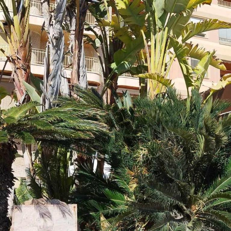 Seaview Torrevieja CityCenter CuraBeach 50m Apartment - Apartment with Sea View - 60