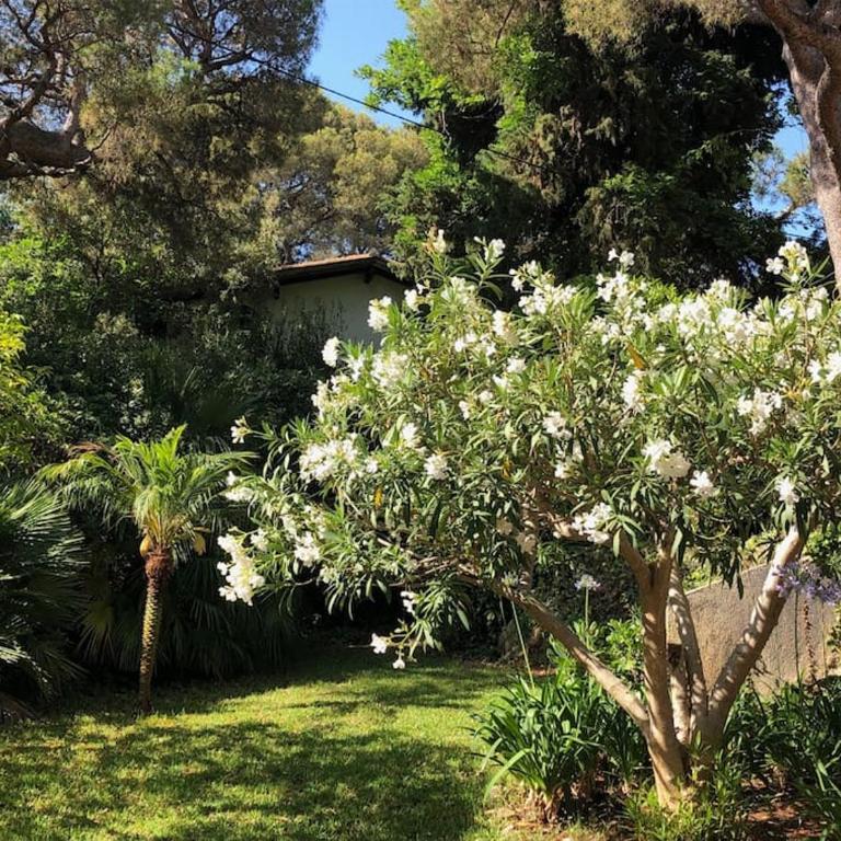 Villa de Charme au coeur du Cap-Ferrat - Villa - 37