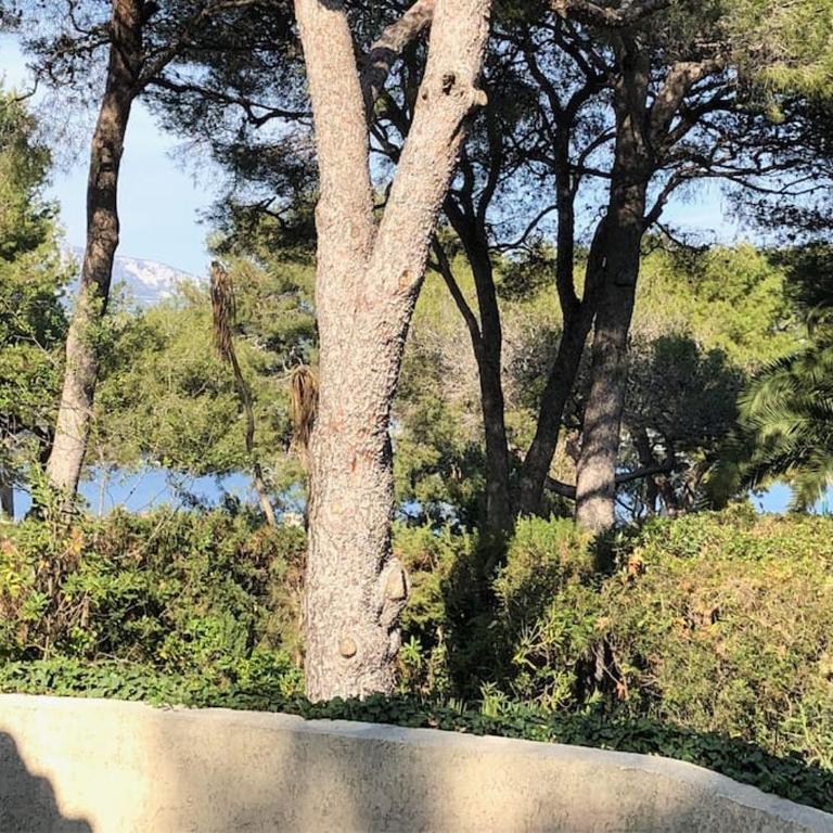 Villa de Charme au coeur du Cap-Ferrat - Villa - 4