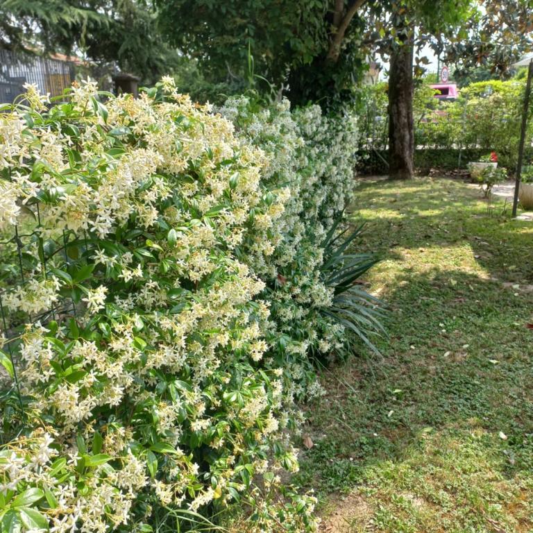 Appartamento Le Magnolie - Appartamento con 1 Camera da Letto - 16