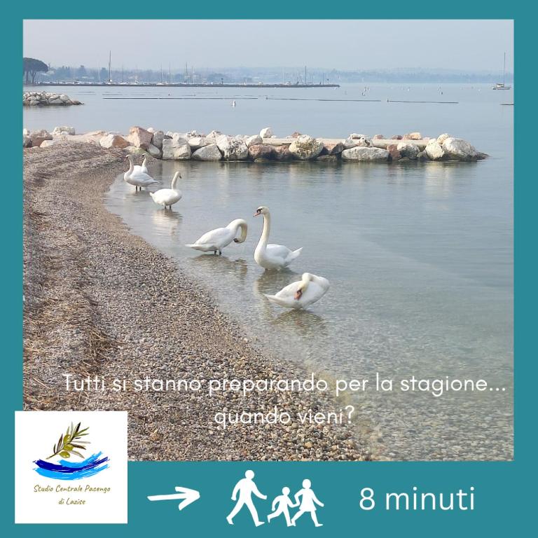Studio Centrale Pacengo di Lazise - Monolocale Queen - 3