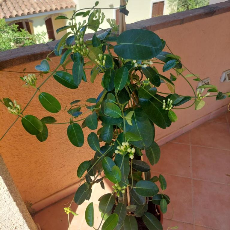 Venus Apartment Villasimius - Appartamento con 3 Camere da Letto - 16