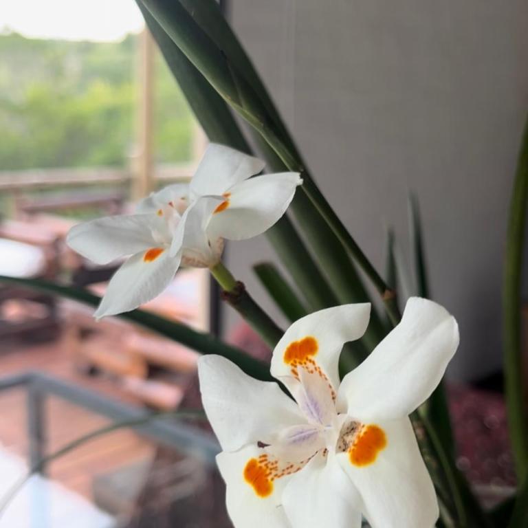 La Luna, casa mágica en sierras! - One-Bedroom House - 6