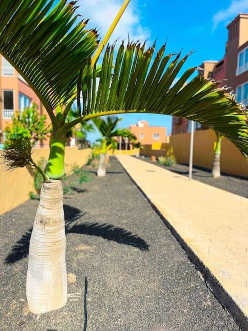 Big Spacious Casa Bamboo Apartment Corralejo Relax, Pool and Parking - Apartamento de 3 dormitorios - 18
