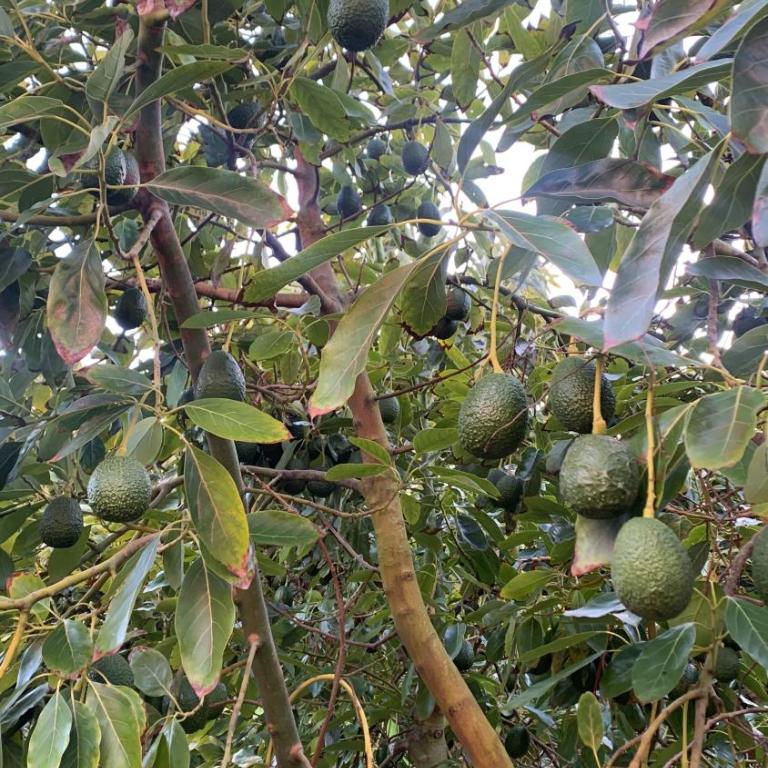 Elqui Valley Avocado Farm - Two-Bedroom House - 22