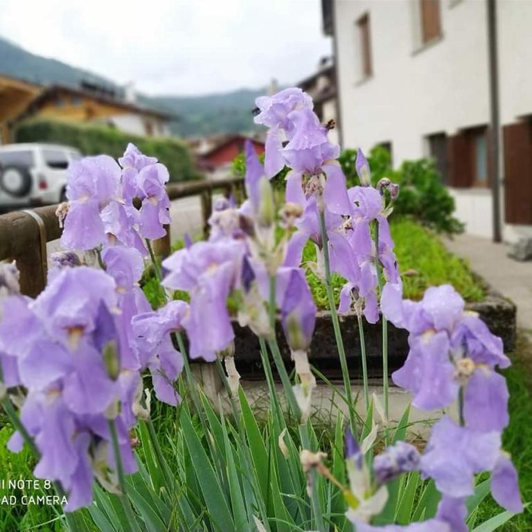 La casa dello scoiattolo primierotto - Apartamento de 2 dormitorios - 28