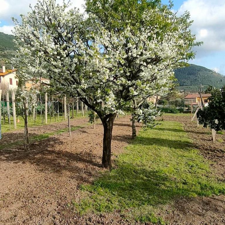 La tenuta di Eva - Two-Bedroom Apartment - 19