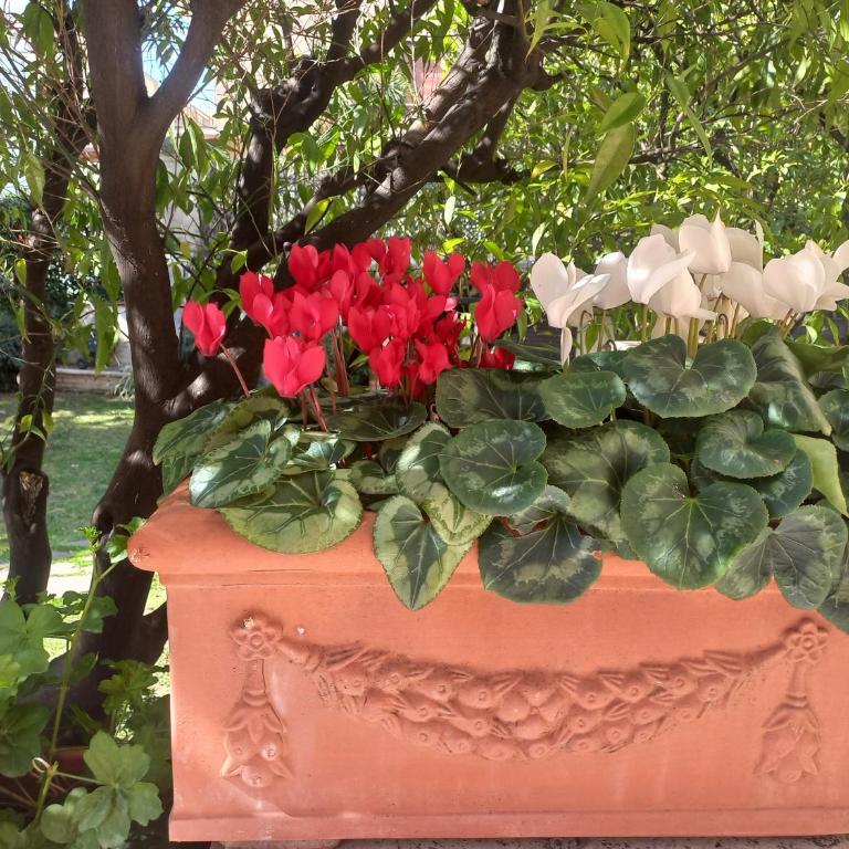 Villa Michelangelo Deluxe - Villa con Vista Giardino - 63