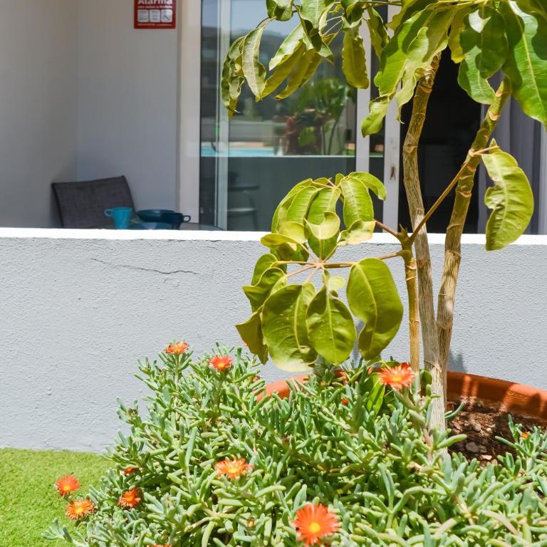 Paradise Palms I Deluxe, incl. Welcome Package - One-Bedroom Apartment - 70