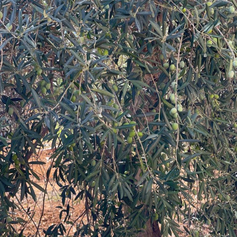 Le Casette di Campagna - Villa con 2 Camere da Letto - 46