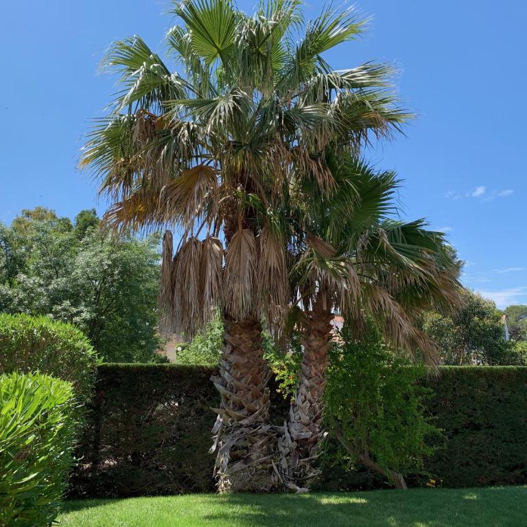 La Terrasse de Santa Lucia - Apartment mit Gartenblick - 11
